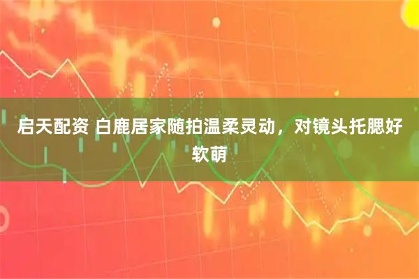 启天配资 白鹿居家随拍温柔灵动，对镜头托腮好软萌